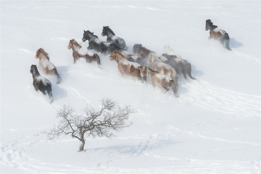 Galloping in the snow