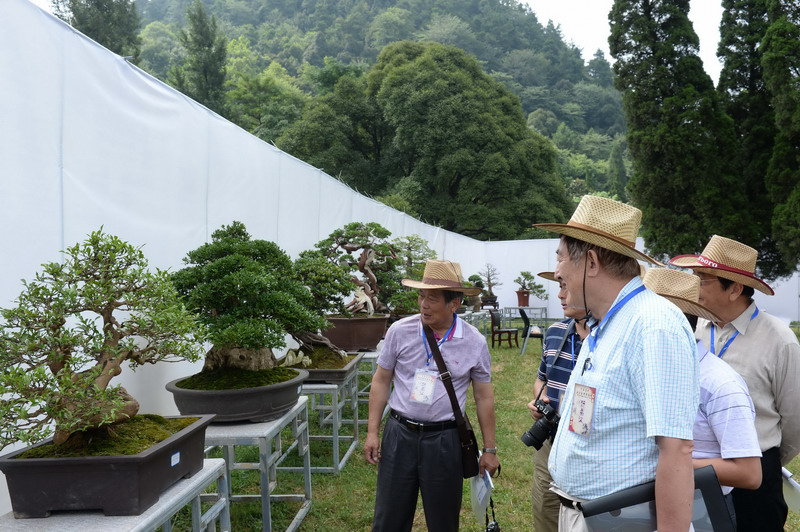 First Guizhou Penjing Expo opens