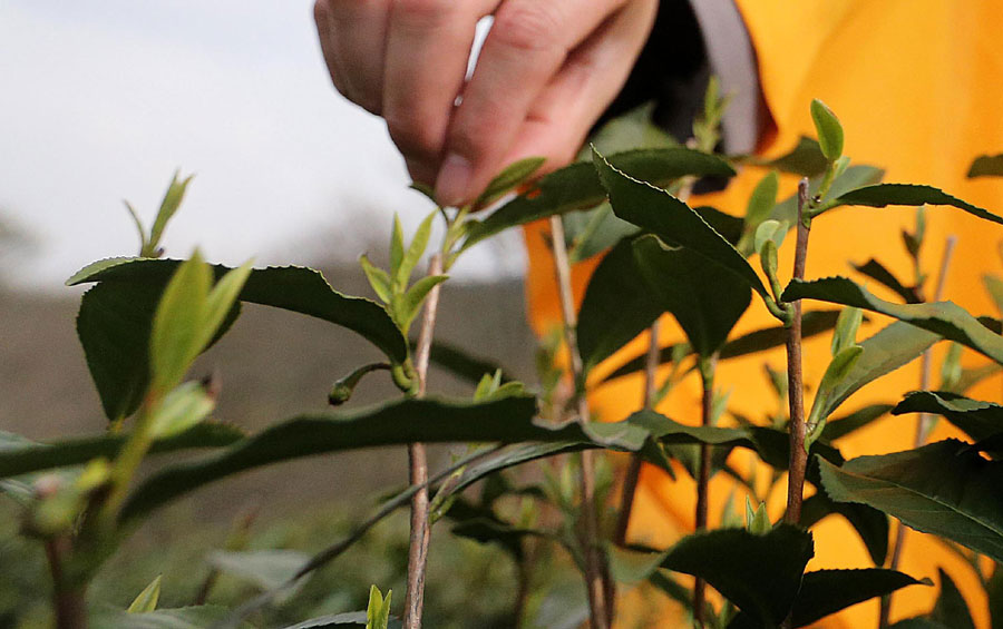 Steeping the leaves