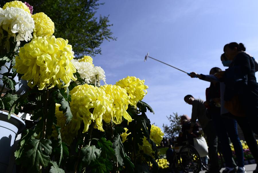 Chrysanthemum exhibitions attract tourists across China