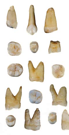 Scientists sink teeth into history of humans in Asia