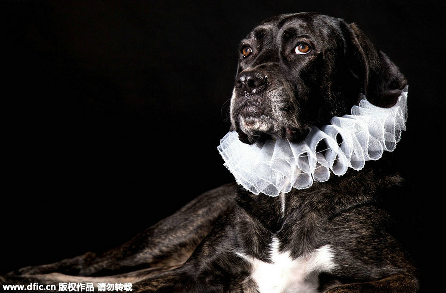 Photographer presents 'aristopets'