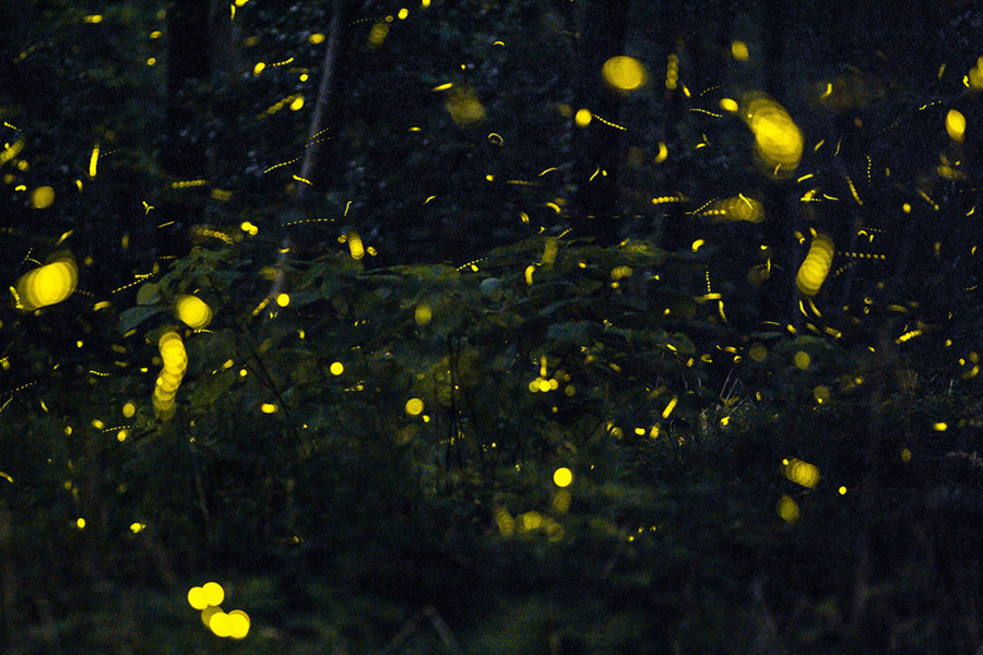 Magical firefly-lit shots of Nanjing Linggu Temple