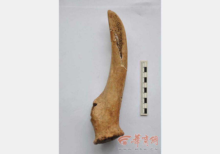 Crocodile bone plates found in Haojing ruins