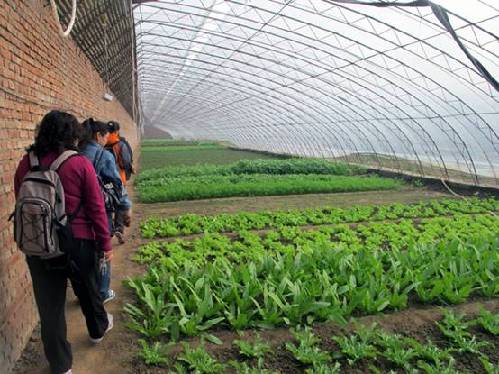 營養師深入生機莊園基地 揭秘有機蔬菜種植和營養