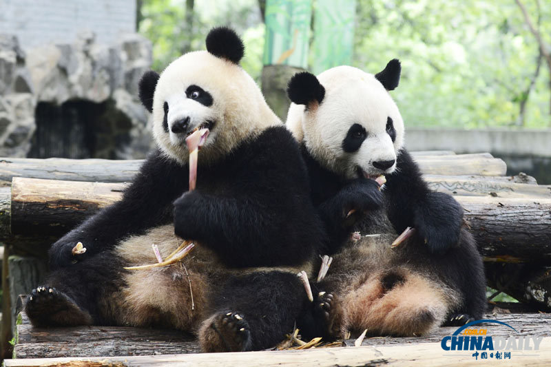杭州動物園為大熊貓舉辦生日會