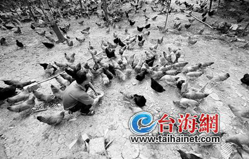 H7N9禽流感疫情陰霾漸散 廈門(mén)雞鴨價(jià)格止跌反彈
