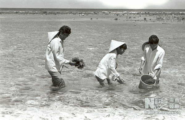 珍貴！1991年西沙科考海量歷史照