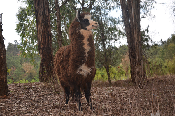 27日小朋友可以來云南野生動物園給羊駝美容