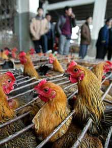 Bird flu spreads; no Chinese human cases