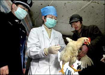 Bird flu spreads; no Chinese human cases