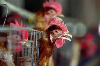 Rows of chickens at a farm in Long An province in the Mekong Delta in southern Vietnam where last year's entire flock of 23,000 needed to be destroyed from last year's bird flu on Sunday Feb.20,2005. The avian influenza, first reported in Vietnam in late 2003, swept through 10 countries in Asia last year, rampaging through poultry farms and forcing the slaughter of about 100 million poultry. Vietnam will host this week an international conference on bird flu organized by the UN's Food and Agriculture Organization and the World Animal Health Organization to stem the spread of the disease and help coordinate foreign assistance. [AP] 