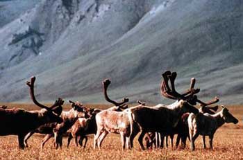 This undated file photo provided by the U.S. Fish and Wildlife Service shows caribou grazing inside the Arctic National Wildlife Refuge, Alaska. Mindful of rising oil and gasoline prices, a sharply divided Senate was close Wednesday, March 16, 2005, to removing the biggest obstacle to opening the ecologically rich Alaska wildlife refuge to oil drilling. [AP]