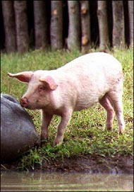 A pig on a farm in South Africa. South African authorities began culling the first of more than 20,000 pigs in the country's southeast after veterinary officials confirmed the outbreak of swine fever