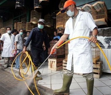 Indonesian officials from the agriculture ministry spray disinfectant in a bird market in central Jakarta September 21, 2005 after an outbreak of bird flu cases in the capital. 