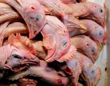 Dressed chickens are displayed for sale at a market in Beijing November 10, 2005. 