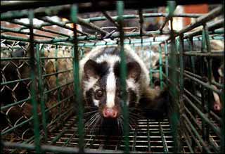 Fearing SARS, US bans import of civet cats