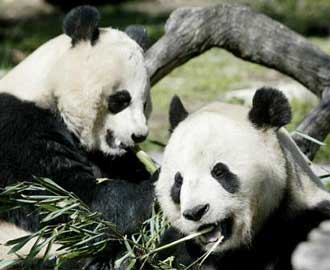 China's panda population up 40%
