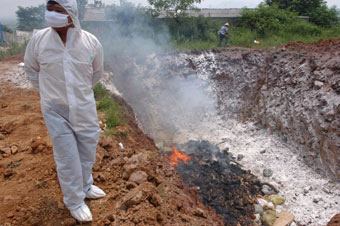 Bird flu case rated 'isolated' occurrence