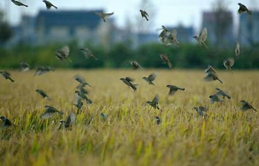 US, France, China jump-start bird flu efforts