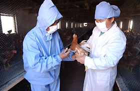 Bird flu outbreak a potential disaster