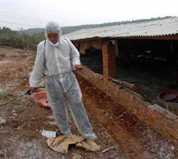 China reports new bird flu outbreak in Hubei