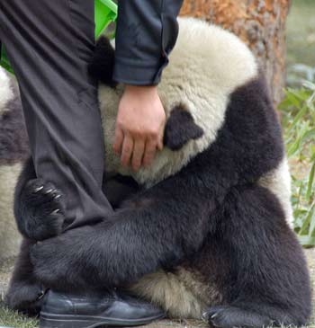 Mainland to unveil panda couple to Taiwan 