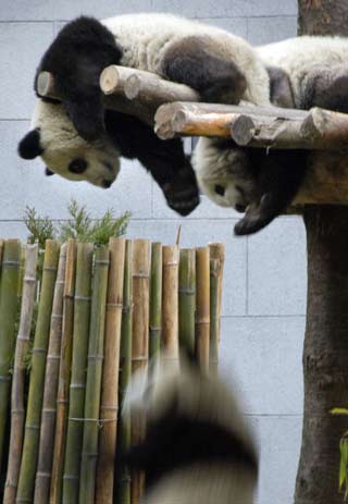 Mainland to unveil panda couple to Taiwan 