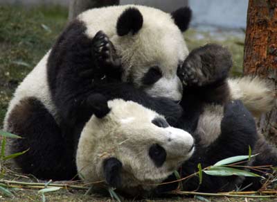 Mainland to unveil panda couple to Taiwan 