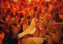 Girl dies of bird flu in China