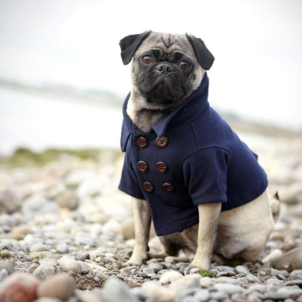 Fashionable animals dress for the weather