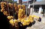 Edible fungi plantation in Dayangzhou town