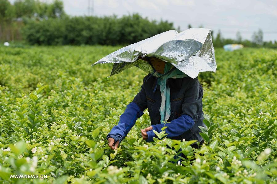 Farmers harvest jasmine flowers in S China's Guangxi