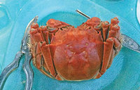 'Customized' crustaceans