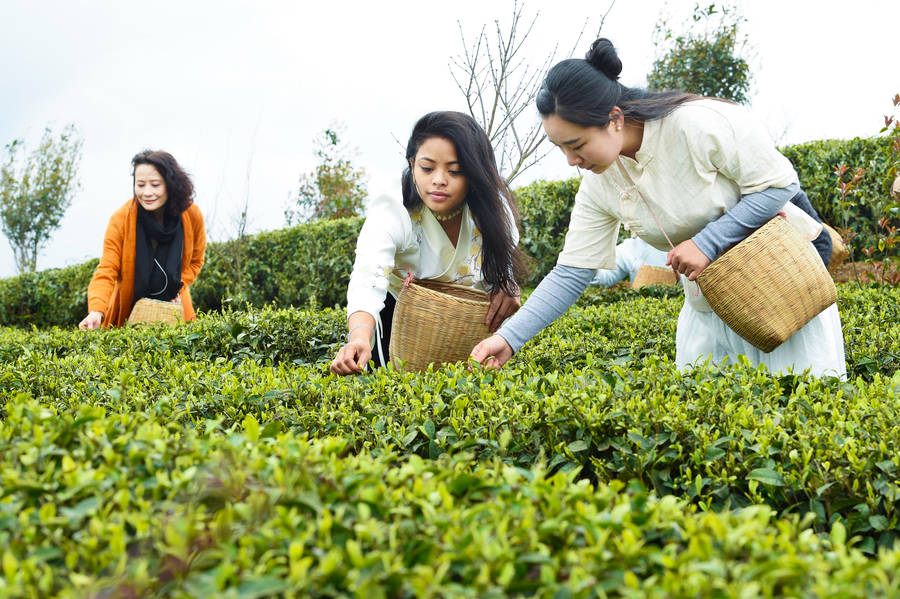 Expats get a 'taste' of Chinese tea culture in Guizhou