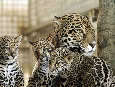 美國動物園一美洲虎突發兇性咬死女管理員