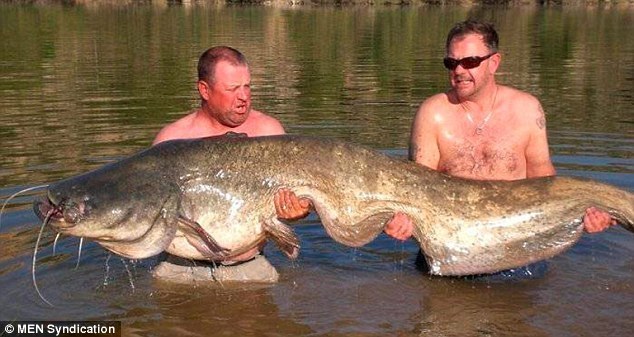 英國垂釣者西班牙捕獲重達近84公斤巨型鯰魚