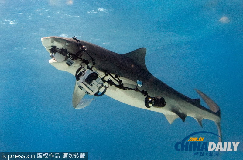 兇悍虎鯊強奪攝影機 捍衛自身肖像權