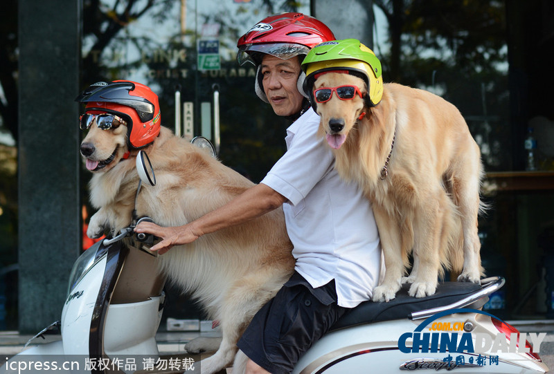 狗狗戴墨鏡頭盔坐摩的 與主人一起兜風超酷