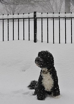 暴風(fēng)雪持續(xù)襲擊美國東部 多地進(jìn)入緊急狀態(tài)