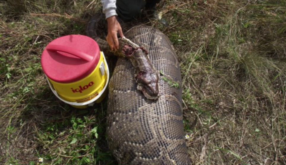 美公園捕獲4.8米長巨型蟒蛇 吞食一整只成年鹿
