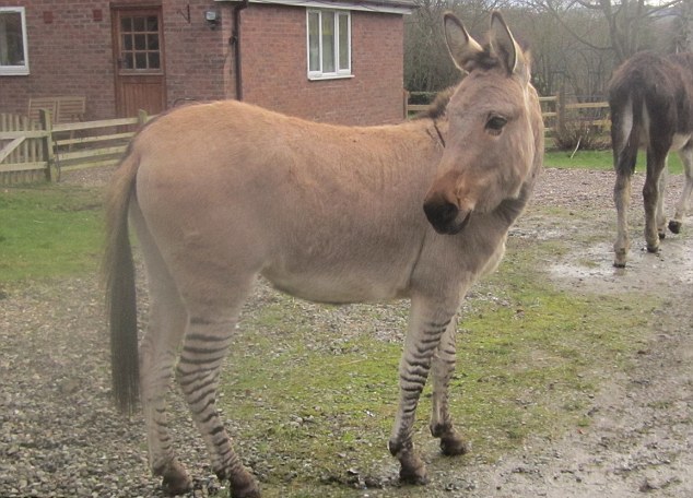 “斑驢、斑馬馬”繞暈頭 英怪異動物園令人稱奇