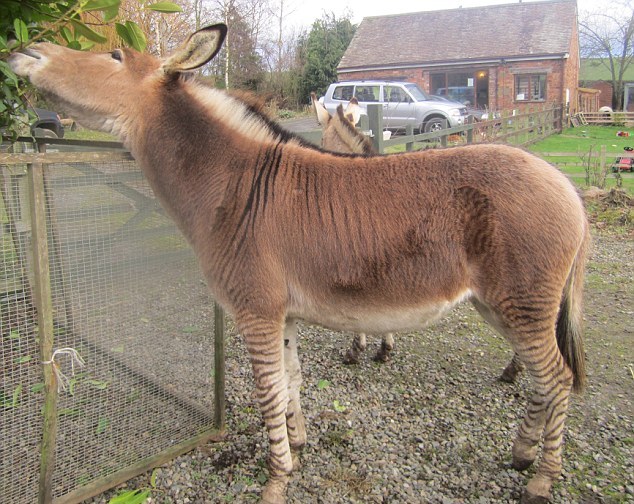 “斑驢、斑馬馬”繞暈頭 英怪異動物園令人稱奇