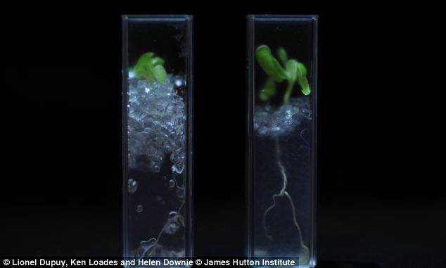 英科學家研發透明土壤 植物根系生長變化清晰可見
