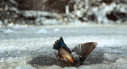 為捕魚翠鳥扎進冰層不畏寒 知更鳥偷師學藝鉆冰窟