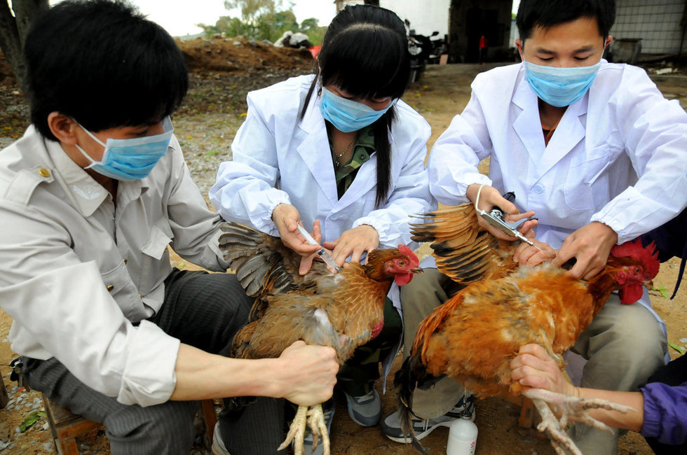 組圖：中國多地備戰H7N9禽流感