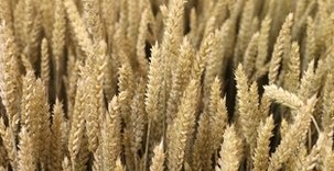 英科學(xué)家培育出超級小麥 無基因改造可增產(chǎn)30%