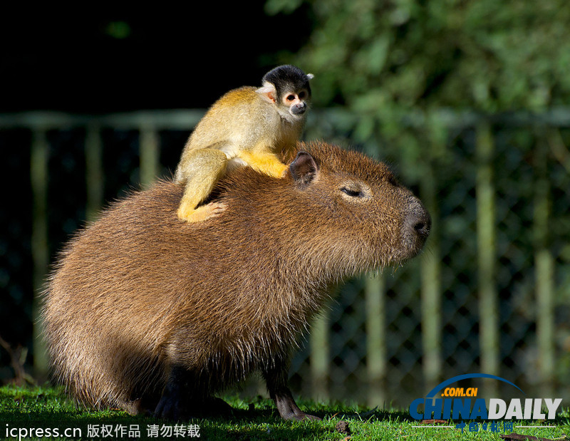 偷懶不分種族 瞧瞧動物界的“搭便車”現象