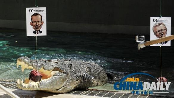 澳大利亞人用“通靈鱷魚”預(yù)測大選結(jié)果：陸克文敗北