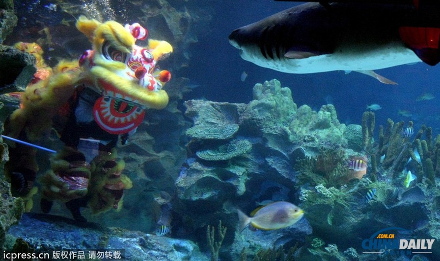 水下舞獅財(cái)神拜年 馬來(lái)西亞一水族館喜迎中國(guó)年